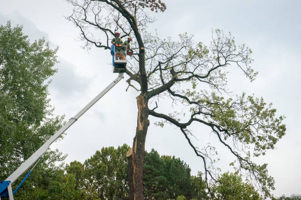 Best Tree Cabling and Bracing  in Waverly, IA